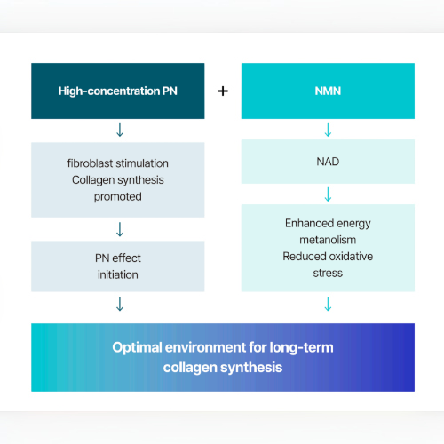 DIY Skincare Lab™ infographic showing how high-concentration PN and NMN work together to promote collagen synthesis.