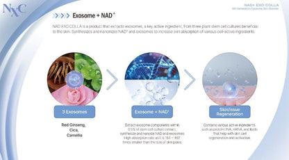 NXC NAD+ EXO COLLA
