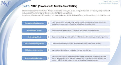 NXC NAD+ EXO COLLA