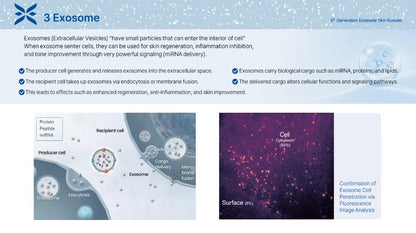 Ectoxe - 5th Generation Exosome Skin Booster