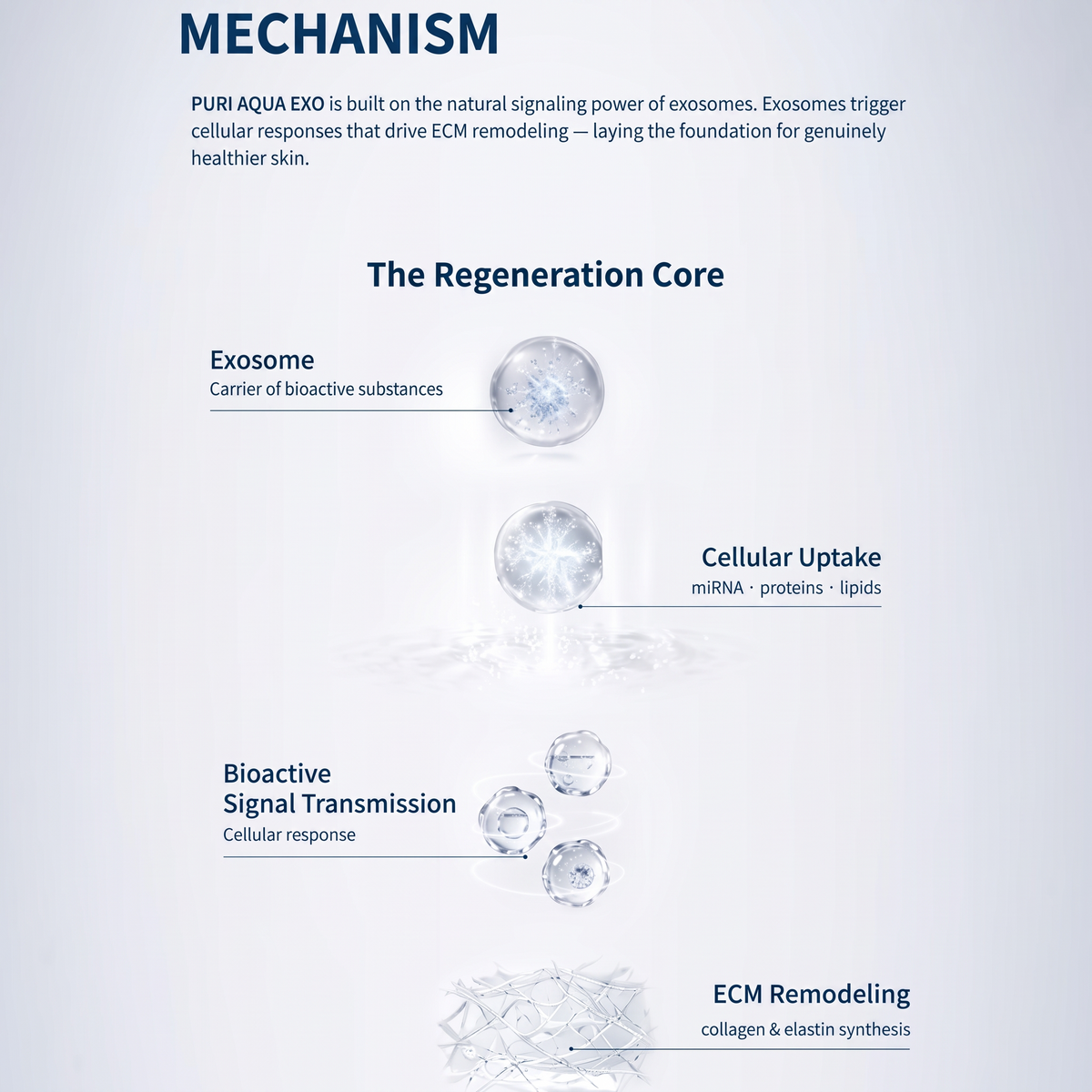 DIY Skincare Lab™ PURI AQUA EXO infographic showing the exosome cellular regeneration mechanism and ECM remodeling.
