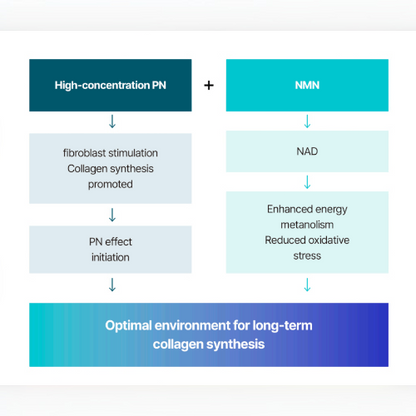 DIY Skincare Lab™ infographic showing how high-concentration PN and NMN work together to promote collagen synthesis.