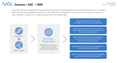 NXN - Nad+ Exo PN Skin Booster